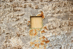 Strychnos nux-vomica